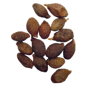 BUAH SEMANGKOK