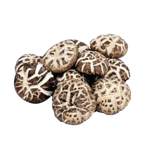 CHAHUA MUSHROOM